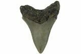 3.31" Fossil Megalodon Tooth - North Carolina - #200667-1